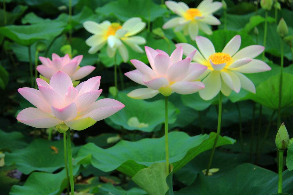 华南植物园举办“夏日水精灵”科普活动